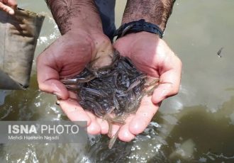 رهاسازی بیش از ۶ میلیون بچه ماهی در منابع آبی خوزستان