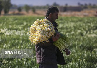 پیش‌بینی برداشت ۶۱ میلیون شاخه گل نرگس در خوزستان