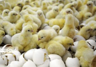 رشد ۵۶ درصدی جوجه‌ریزی در مرغداری‌های خوزستان