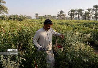 الگوی کشت تابستانه برای ۳۰۰ هزار هکتار اراضی کشاورزی خوزستان ارایه شده است