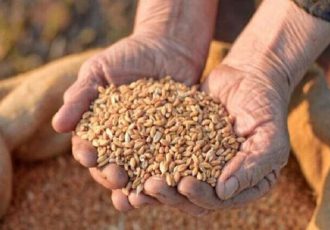 خرید گندم در خوزستان به بیش از ۵۶۰ ‌هزار تن رسید