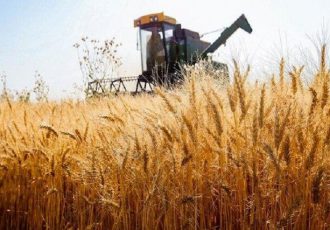 خرید بیش از ۵۳۶ هزار تن گندم، کلزا و چغندرقند در خوزستان