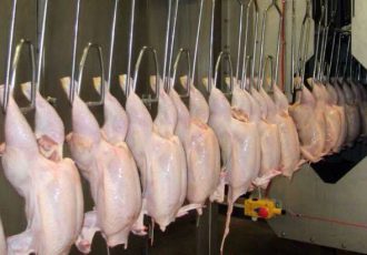 خرید مرغ تولید خوزستان توسط شرکت پشتیبانی امور دام آغاز شد