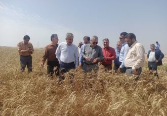 خسارت بارندگی به مزارع کشاورزی خوزستان کمتر از حد انتظار بود
