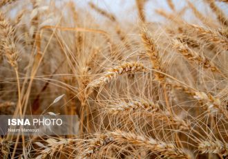 افزایش ۵۳ درصدی خرید گندم در خوزستان