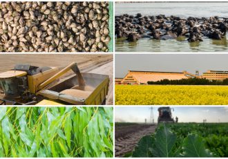 راه‌حلی برای امنیت غذایی و ایجاد اشتغال محلّی/۷ هزار هکتار مزارع آیشی نیشکر زیر کشت محصولات غیرنیشکری